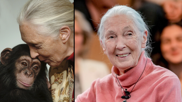 https://salarnews.in/public/uploads/images/newsimages/maannewsimage02102025_161418_Chimpanzee expert .png